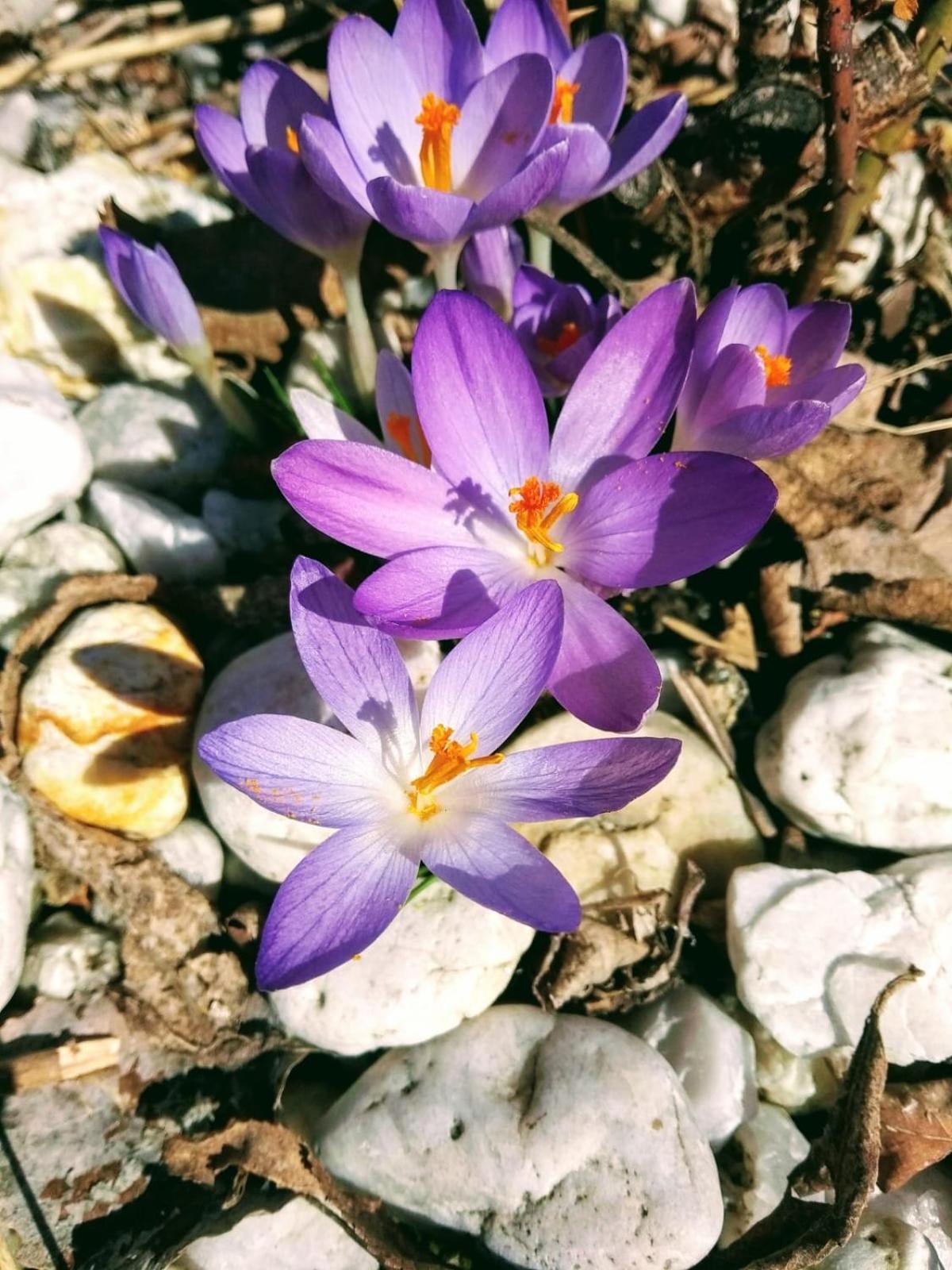 Ubytování U Ropáků Horní Slavkov Exteriér fotografie